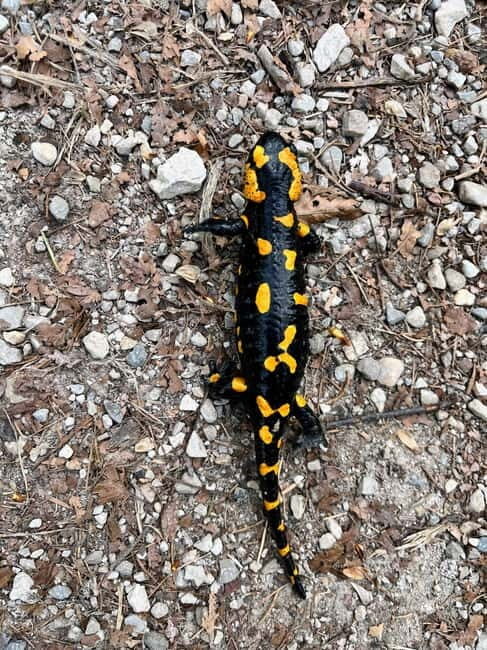 Bad Goisern: Caving & Scenic Hiking Adventure - Who Is This Tour Best For?