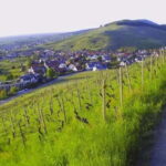 Baden-Baden: Private e-Mountainbike Tour with local Guide - The Practical Details: Costs, Duration, and More