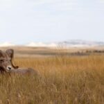 Badlands National Park: Premiere Day Tour - Discovering Badlands National Park