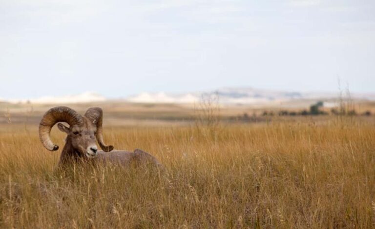 Badlands National Park: Premiere Day Tour - Discovering Badlands National Park