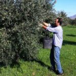 Baglio Florio Adamo: Oil Tasting - The Practical Details: Is It Worth the Price?