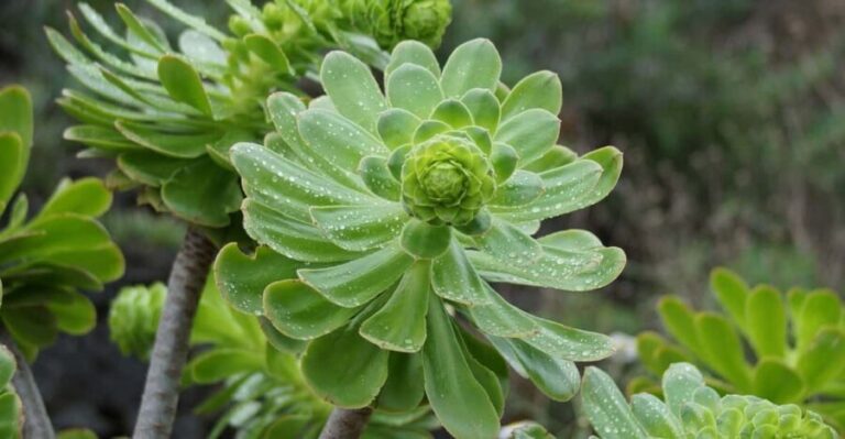 Balades Découverte Anaga & La Laguna - Final Thoughts