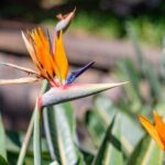 Balades Découverte Teide - La Orotava - Icod de los Vinos - Authentic Canarian Cuisine and Cultural Stops