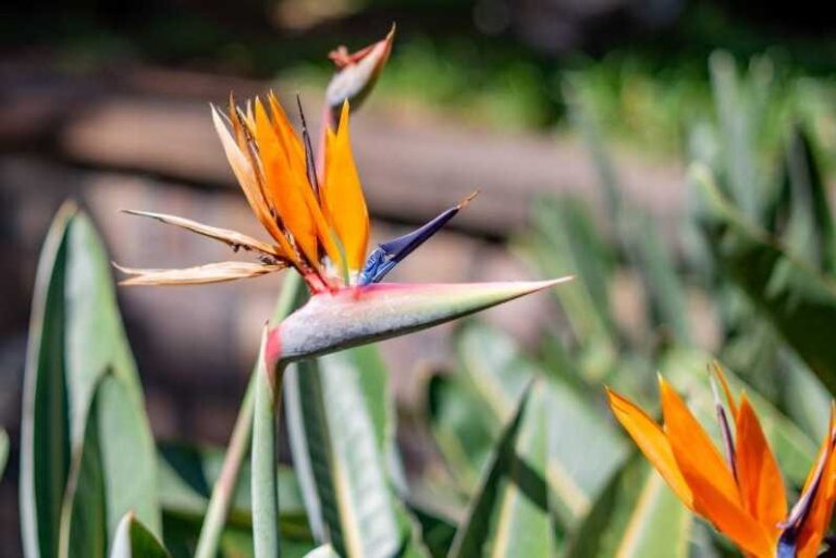 Balades Découverte Teide - La Orotava - Icod de los Vinos - Authentic Canarian Cuisine and Cultural Stops