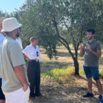 Balestrate Olive Grove Tour: Wine and Olive Oil Tasting - How This Tour Balances Value and Experience
