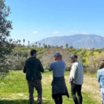 Balestrate: Olive Grove Tour with Wines & Olive Oil Tasting - The Itinerary in Detail
