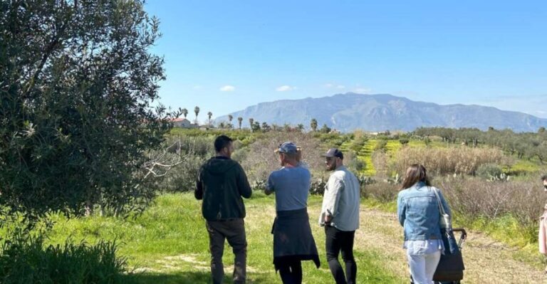 Balestrate: Olive Grove Tour with Wines & Olive Oil Tasting - The Itinerary in Detail