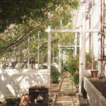 Ballymena: Walled Garden and Woodland Walk Entry Ticket - What can you expect during your visit?