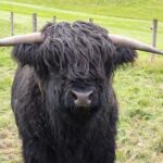 Balmoral Castle Tour From Inverness - Final Thoughts: Is This Tour Right for You?