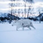 Balsfjord: Reindeer Sledding, Feeding & Sámi Culture - What Travelers Say