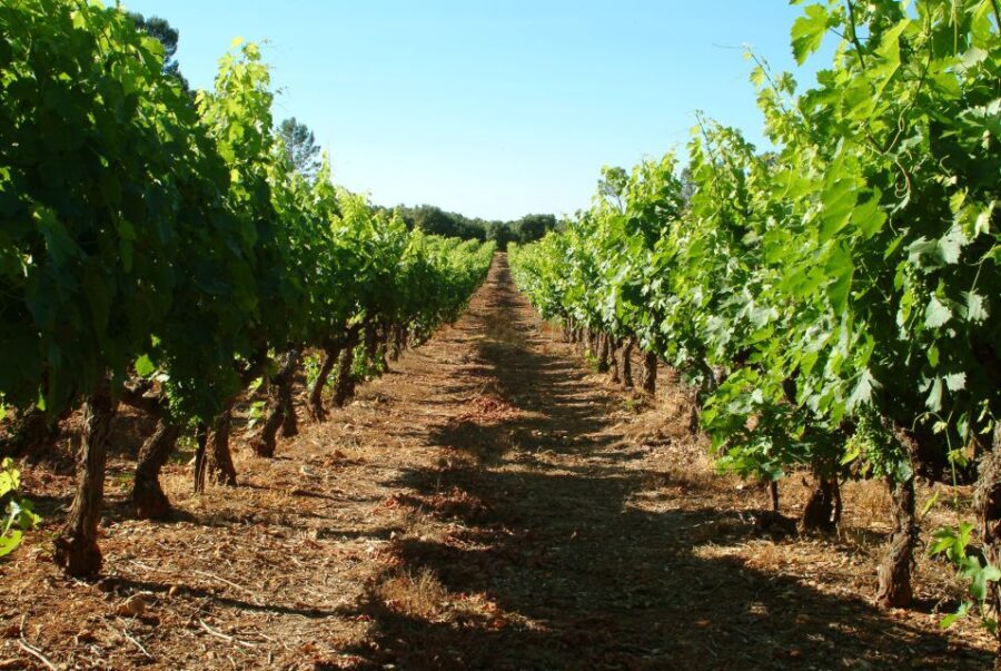 Bandol and Cassis: Full Day Wine Tour from Marseille - The Value of This Tour