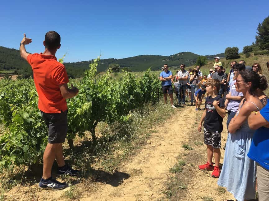 Bandol: family vineyard tour and tasting - Authentic Reviews and What They Say
