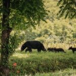 Banff Highlights & Wildlife | Award-Winning Small Group Adventure - What’s Included and What’s Not