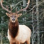 Banff LOST TOWNS and Untold Stories! 2hr Walk + Transportation - Transportation and Logistics
