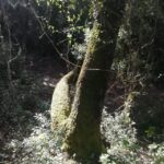 baño de bosque / bany de forêt - The Itinerary: A Gentle Journey through Nature