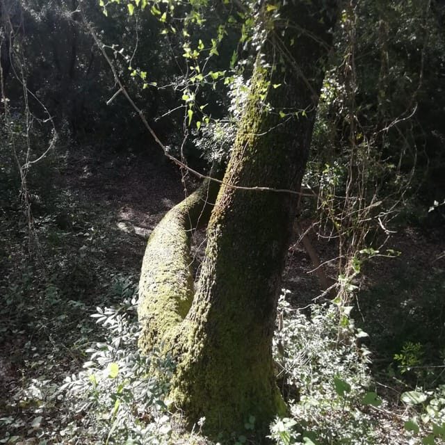 baño de bosque / bany de forêt - The Itinerary: A Gentle Journey through Nature