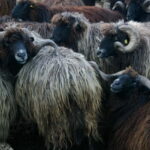 Bansko: Rare Bulgarian Pets Experience - Detailed Breakdown of the Experience