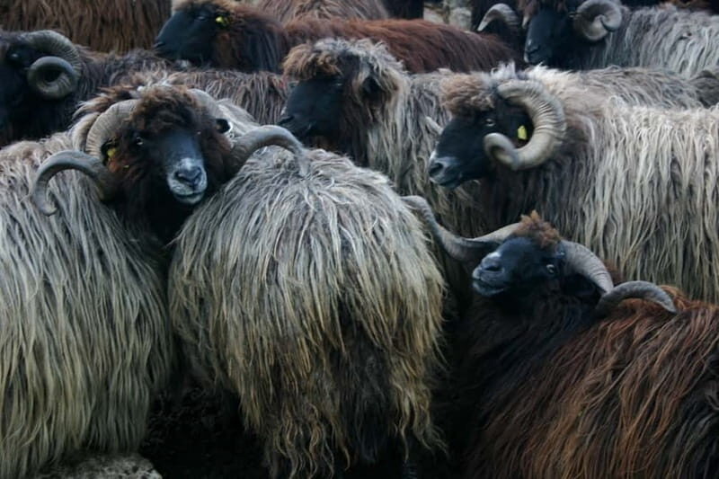 Bansko: Rare Bulgarian Pets Experience - Detailed Breakdown of the Experience