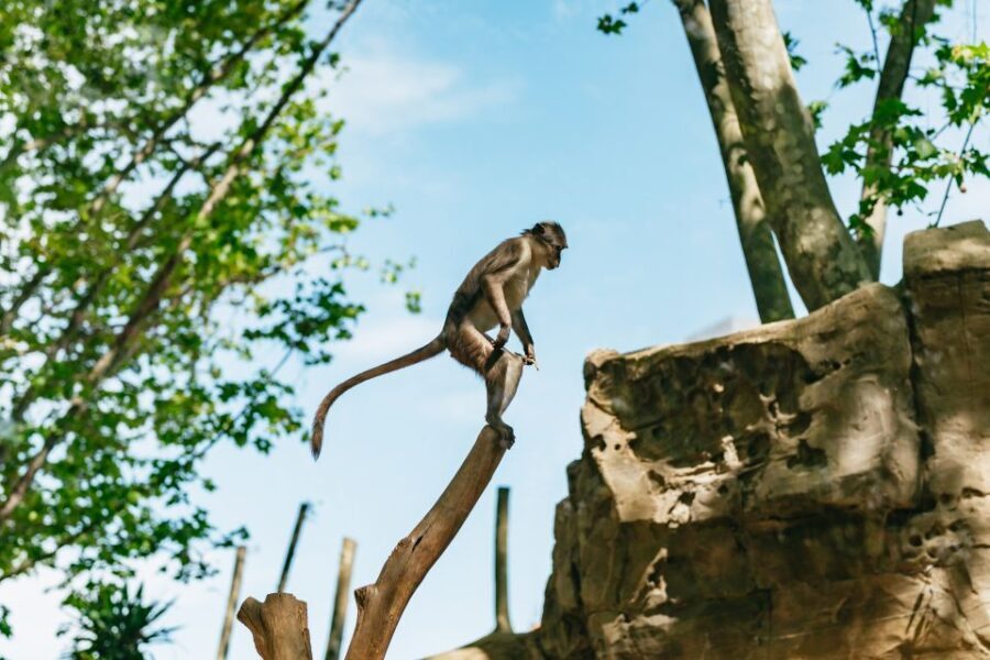 Barcelona: 1-Day Ticket to Barcelona Zoo - A Deep Dive into the Barcelona Zoo Experience