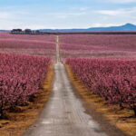 Barcelona: Cherry Blossoms in Aitona & Lunch Tour - Who Is This Tour Best For?