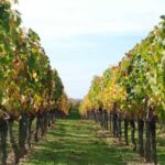 Barcelona: Coastline E-Bike and Wine Tasting Tour - An Honest Look at the Barcelona Coastline E-Bike & Wine Tour