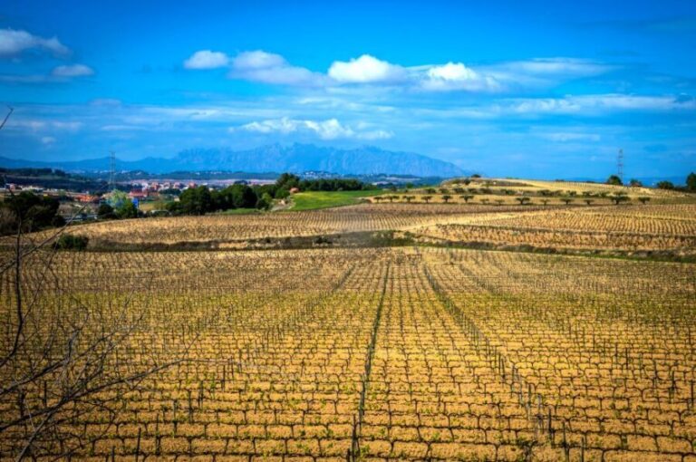 Barcelona: Guided Half-Day Wine and Electric Bike Tour - What’s Included and What’s Not