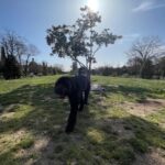 Barcelona: Hidden Gems Walking Tour with a Local & Dog - What to Expect From the Tour