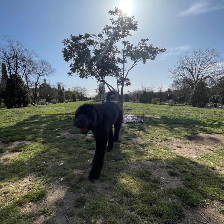 Barcelona: Hidden Gems Walking Tour with a Local & Dog - What to Expect From the Tour