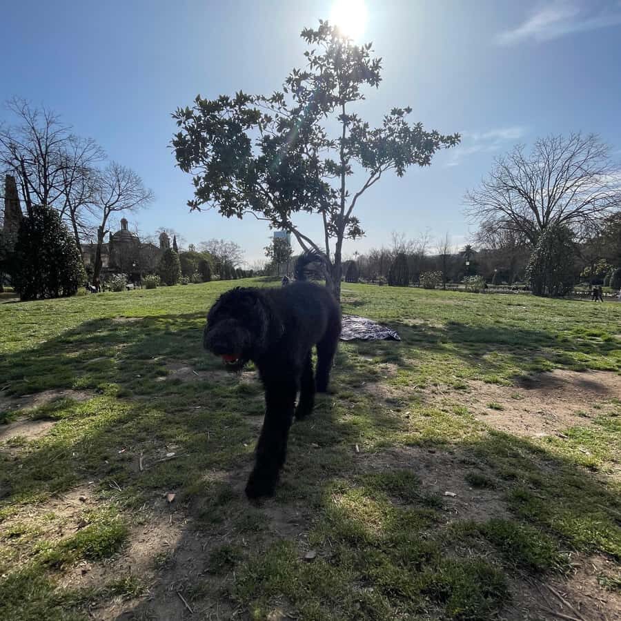 Barcelona: Hidden Gems Walking Tour with a Local & Dog - What to Expect From the Tour