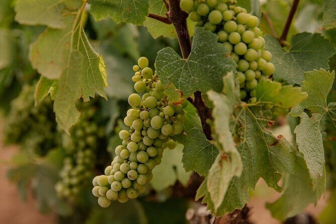 Barcelona: Priorat 3 Wine Tastings + 3-Course Gourmet Lunch - What the Reviews Say