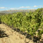 Barcelona: Priorat Wine Tour & Tastings and Lunch - Practical Details and Value