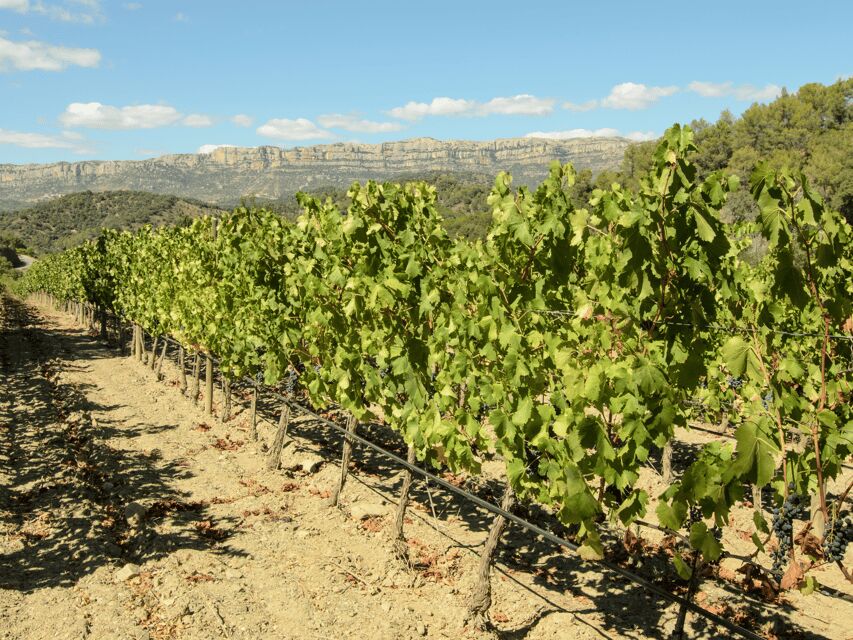 Barcelona: Priorat Wine Tour & Tastings and Lunch - Practical Details and Value