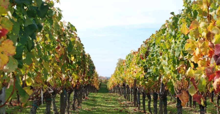 Barcelona: Private E-Bike Tour and Wine Tasting - The Charm of Alella and Its Family-Run Winery