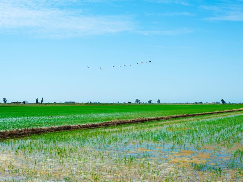 Barcelona: Tuna Baths in the Ebro Delta Route and Olive Tree Tour - Who Should Consider This Tour?