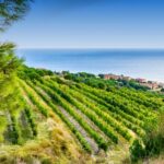 Barcelona Wine Tasting Private Tour with Wine Expert - Who Will Love This Tour?