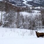 Bardufoss: Wild Moose Safari with Lunch - The Practicalities
