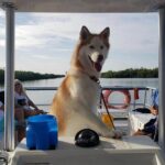 Bark on the Ark - What Do the Reviews Say?