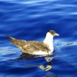 Basic Tour 1 - Shuttle (Quinta do Lorde to Cais do Sardinha) (one way) - Who Will Love This Tour?