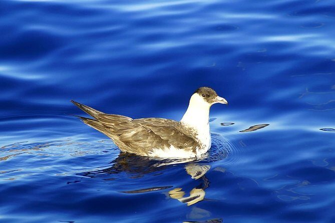 Basic Tour 1 - Shuttle (Quinta do Lorde to Cais do Sardinha) (one way) - Who Will Love This Tour?