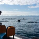 Basque Country : Whale and Dolphin Watching Boat Tours - What’s Included and What to Know