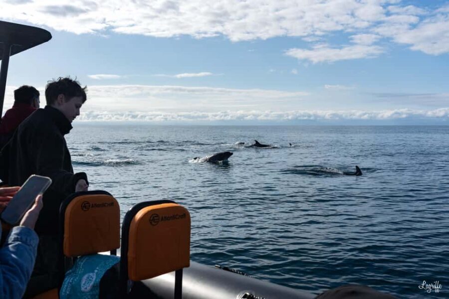 Basque Country : Whale and Dolphin Watching Boat Tours - What’s Included and What to Know
