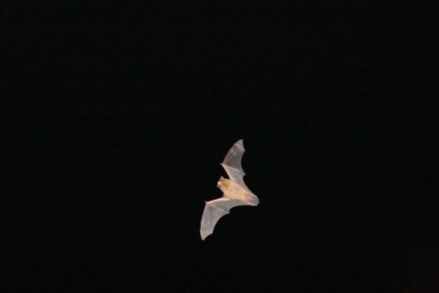 Bat Watching Madeira - Who Will Love This Tour?