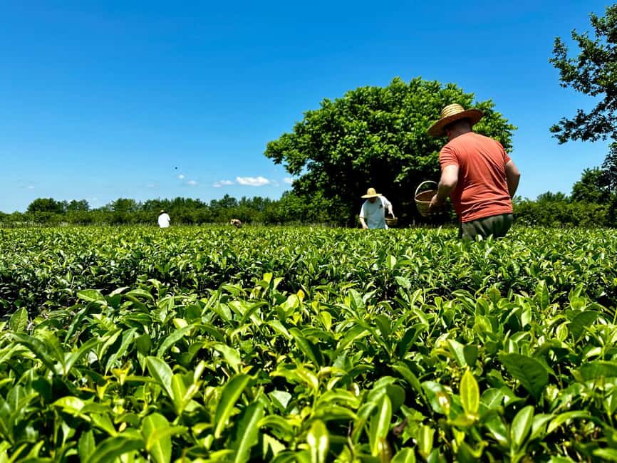 Batumi: City Tour, Tea Plantation & Gonio Fortress Trip - Enjoying a Farm-to-Table Georgian Lunch