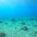 Bavarian Fiesta Snorkel Activity in Glass Bottom Boat at San Miguel de Cozumel - Itinerary Breakdown & What to Expect