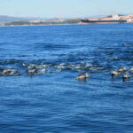 Bay of Gibraltar: Dolphin Cruise - The Value of the Tour