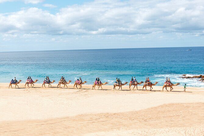 Beach Camel Ride & Encounter in Cabo - What’s Good and What’s Not