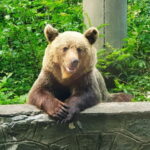 Bear Sanctuary, Dracula's Castle and Brasov | Private Tour - FAQs
