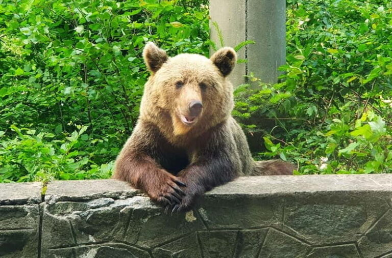 Bear Sanctuary, Dracula's Castle and Brasov | Private Tour - FAQs