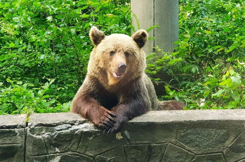 Bear Sanctuary, Dracula's Castle and Brasov | Private Tour - FAQs