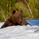Bear watching in the Land of Volcanoes - The Itinerary: What to Expect